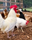 Free range leghorn rooster