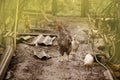 Free range living chicken on farm. Hens roam freely in green paddock