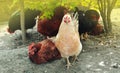 Free range living chicken on farm. Hens roam freely in green paddock