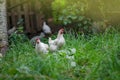 Free range living chicken on farm. Hens roam freely in green paddock