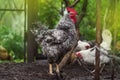 Free range living chicken on farm. Hens roam freely in green paddock