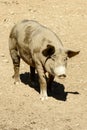 A free-range muddy pig on dirt ground, Italy Royalty Free Stock Photo