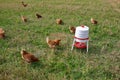 Free range organic chickens