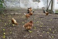 Free range organic chickens