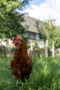 Free range organic chickens poultry in a country farm, germany