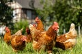 Free range organic chickens poultry in a country farm, germany