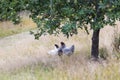 Free Range Organic Hens Or Chickens Under Apple Tree In Countryside