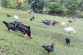 Free range organic livestock poultry farming in Malaysia Royalty Free Stock Photo