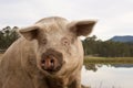 Free Range Pig Royalty Free Stock Photo