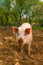 Free range pig Royalty Free Stock Photo