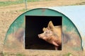 Free range pig scratching Royalty Free Stock Photo