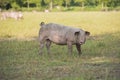 Free range pig seen from the side looking at the camera in a grass field Royalty Free Stock Photo