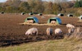 Free range pigs in autumn.