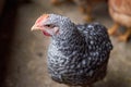 Free range poultry. close up of silver penciled chicken in the barn yard