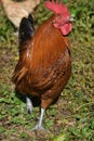 Free Range Red Rooster with Brilliant Colored Feathers Royalty Free Stock Photo
