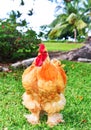 FREE RANGE RED ROOSTER Royalty Free Stock Photo