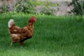 Free range Rhode Island Red rooster