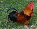 Free range rooster Royalty Free Stock Photo