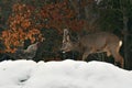 A rooster defends its chickens in a conflict with a wild roe