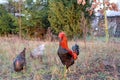 Free Range Rooster and Chickens