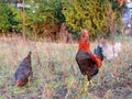 Free Range Rooster and Chickens