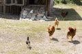 Free-range rooster and hens Royalty Free Stock Photo