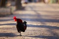 Free-range rooster walking in the park. Organic farming, animal
