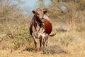 Free-range Sanga cow - Namibia Royalty Free Stock Photo