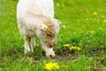 Smiling young goat kid in a green meadow with flowering dandelions