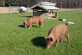 Free Range Tamworth Pigs On Farm Royalty Free Stock Photo