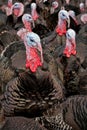 Free-Range Turkeys Royalty Free Stock Photo