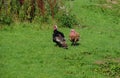 Free range turkeys on a farm in Suffolk Royalty Free Stock Photo