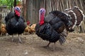 Free range turkeys Royalty Free Stock Photo
