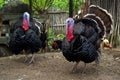 Free range turkeys Royalty Free Stock Photo