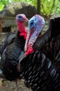 Free range turkeys Royalty Free Stock Photo