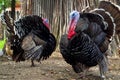 Free range turkeys Royalty Free Stock Photo