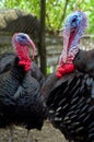 Free range turkeys Royalty Free Stock Photo
