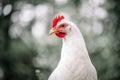 Free range white chicken leghorn breed