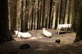Free-range white cows in the forest. Gorbea National Park, Basque Country, Spain Royalty Free Stock Photo