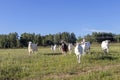 Free-range white goat family running in sustainable organic farm with green fields under blue sky Royalty Free Stock Photo