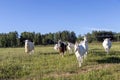 Free-range white goat family running in sustainable organic farm with green fields under blue sky Royalty Free Stock Photo