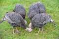 Free range young turkeys grazing on green grass of barnyard