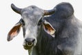 free range Zebu cattle - Bos taurus indicus  - Isolated cutout on white background Royalty Free Stock Photo