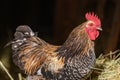 Free-ranging barnyard rooster with colorful plumage, outdoor breeding Royalty Free Stock Photo