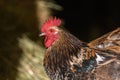 Free-ranging barnyard rooster with colorful plumage, outdoor breeding Royalty Free Stock Photo