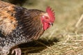 Free-ranging barnyard rooster with colorful plumage, outdoor breeding