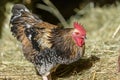 Free-ranging barnyard rooster with colorful plumage, outdoor breeding Royalty Free Stock Photo