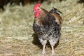 Free-ranging barnyard rooster with colorful plumage, outdoor breeding Royalty Free Stock Photo