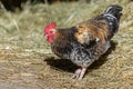 Free-ranging barnyard rooster with colorful plumage, outdoor breeding