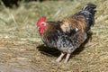 Free-ranging barnyard rooster with colorful plumage, outdoor breeding